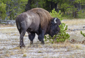 American bison (Bison bison)