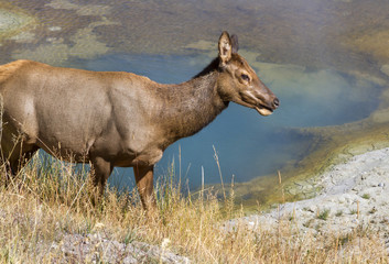 Fototapeta premium Mule deer at West Thumb Geyser basin