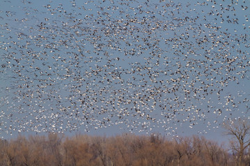 Snow geese fall migration