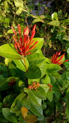 Ashok flower Indian