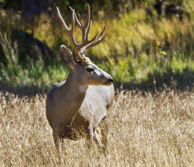 Mule deer male close up