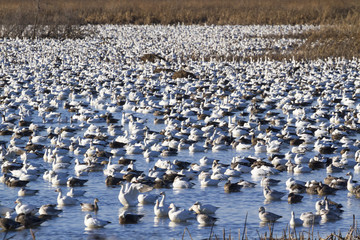 Snow geese fall migration