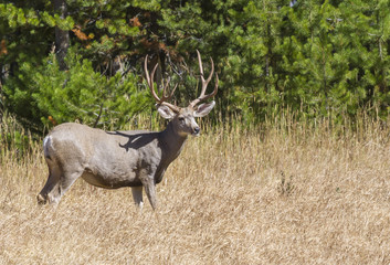 Mule deer at Yellowstone