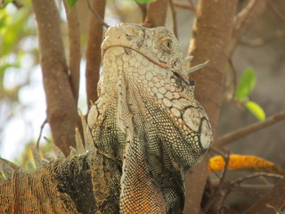 Caporo Magangueleño