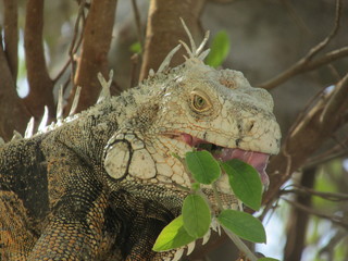 Caporo Magangueleño