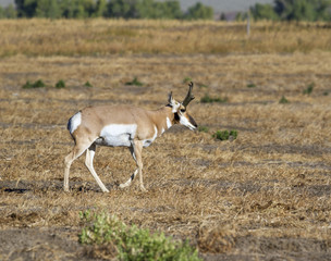 pronghorn