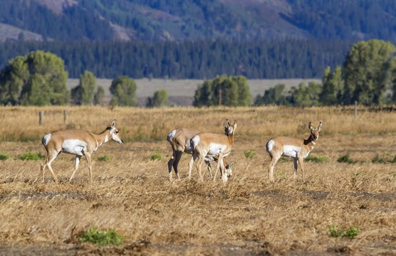 Heard of pronghorns