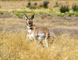 Male pronghorn