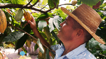 Cocoa Farmer harvesting - obrazy, fototapety, plakaty