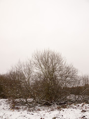 Obraz na płótnie Canvas bare tree branches winter scene nature landscape outside snow