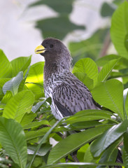 Western Plantain-eater close up