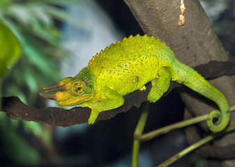 Jackson's chameleon on the branch
