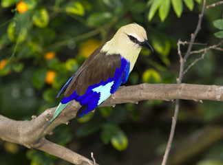 Perched Blue-bellied roller on the branch
