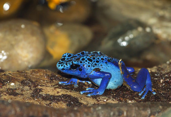 Blue poison dart frog