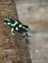 The green-and-black poison dart frog