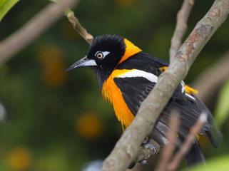 Venezuelan troupials