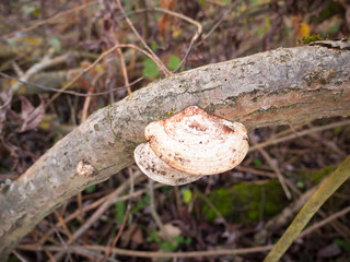 close up of sideways white platelet mushroom growing on dead tree branch
