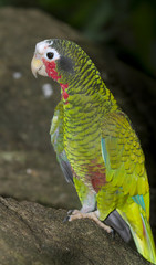 Obraz premium Cuban parrot close up
