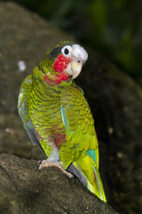 rose-throated parrot close up
