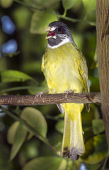 The collared finchbill (Spizixos semitorques) singing.