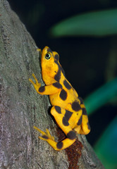 Yellow and brown panamanian golden frog