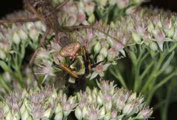 Praying Mantis Eating Bumblebee