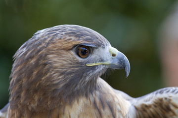 Broad winged hawk closeup