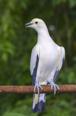 Pied imperial pigeon perced on the branch