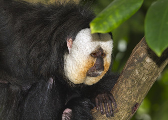 Male White-face saki monkey Close Up