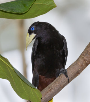 The Crested Oropendola