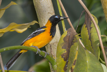 Venezuelan troupial