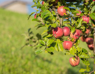 Natural red apples without any treatment hanging on the branch in the apple orchard during the autumn.
