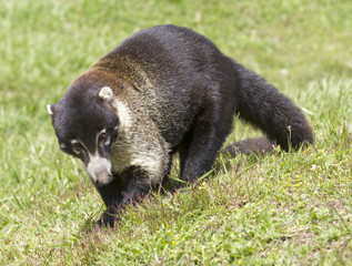 Fototapeta premium Coati in Monteverde Cloud Forest