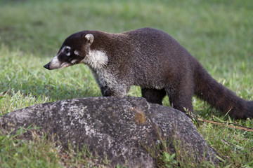 White-nosed coati