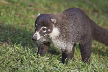 White-nosed coati