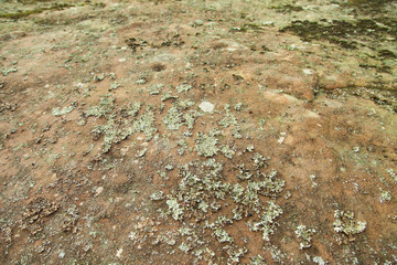 Green moss on an old rock with selective focus