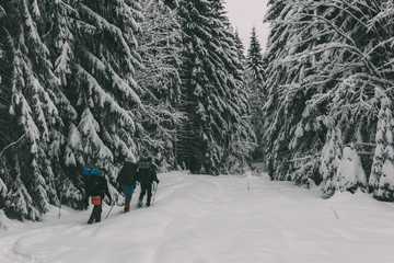 Three tourists with a backpacks in the snowy forest in winter time. Travel concept