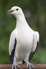 Pied imperial pigeon