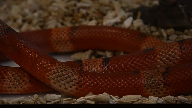 Honduran milk snake The color is very bright, the pattern consists of alternating bands of red, black, light yellow or white. Its range extends from Canada to South America.