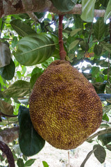Ripe jackfruit