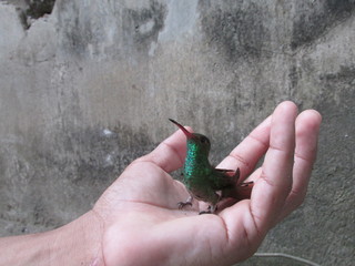 Colibri © LeonardoFabian