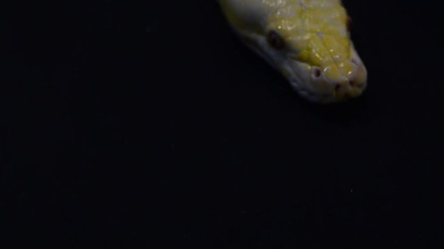 Gold Python,Reticulated python (Python reticulatus)