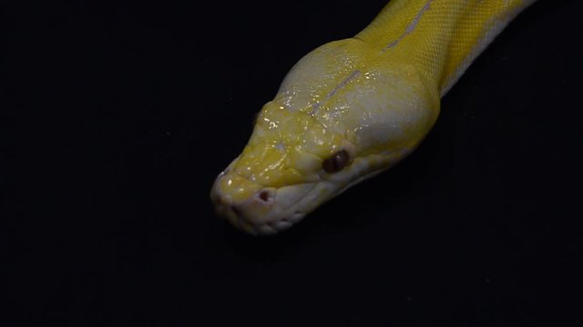 Gold Python,Reticulated python (Python reticulatus)