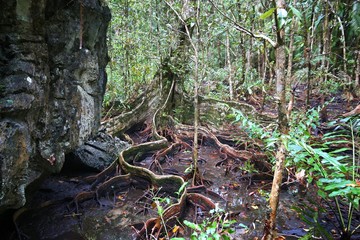 Jungle in Philippines