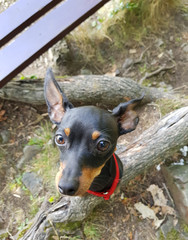 Cute Dog staring up to you