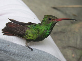 Colibri
