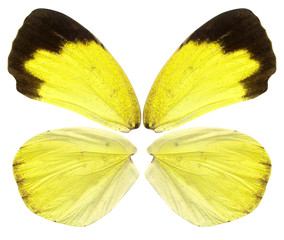 Beautiful butterfly wings in yellow, brown and black close up isolated on white background