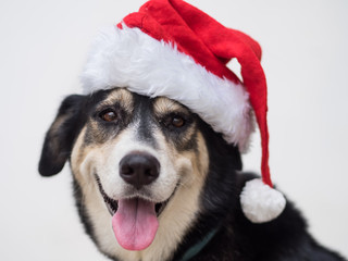 An cute adorable dog wearing Santa hat for being Santa Claus during Christmas holidays. An isolated dog on white background with copy space. This dog looks so happy with her smile.