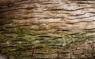 Tronco d’albero close up. Texture.