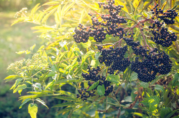 group of black elderberries